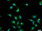 HSP70 Rabbit pAb